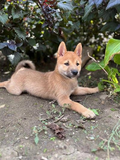 tenci Shiba inu